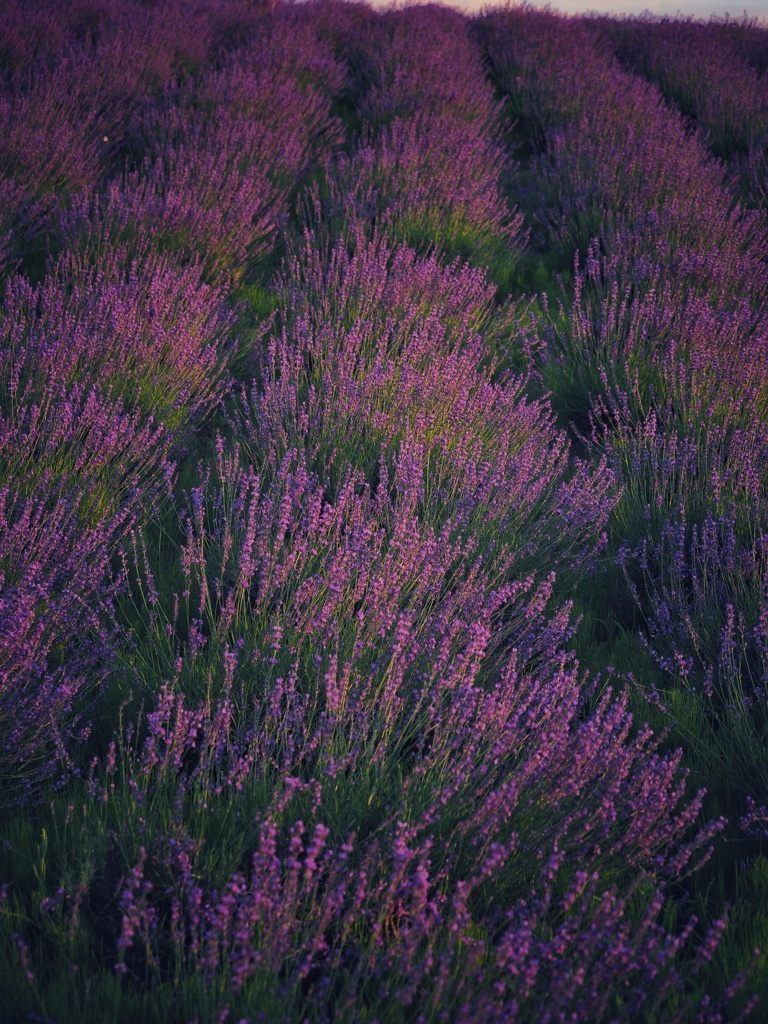 日の出公園ラベンダー園
