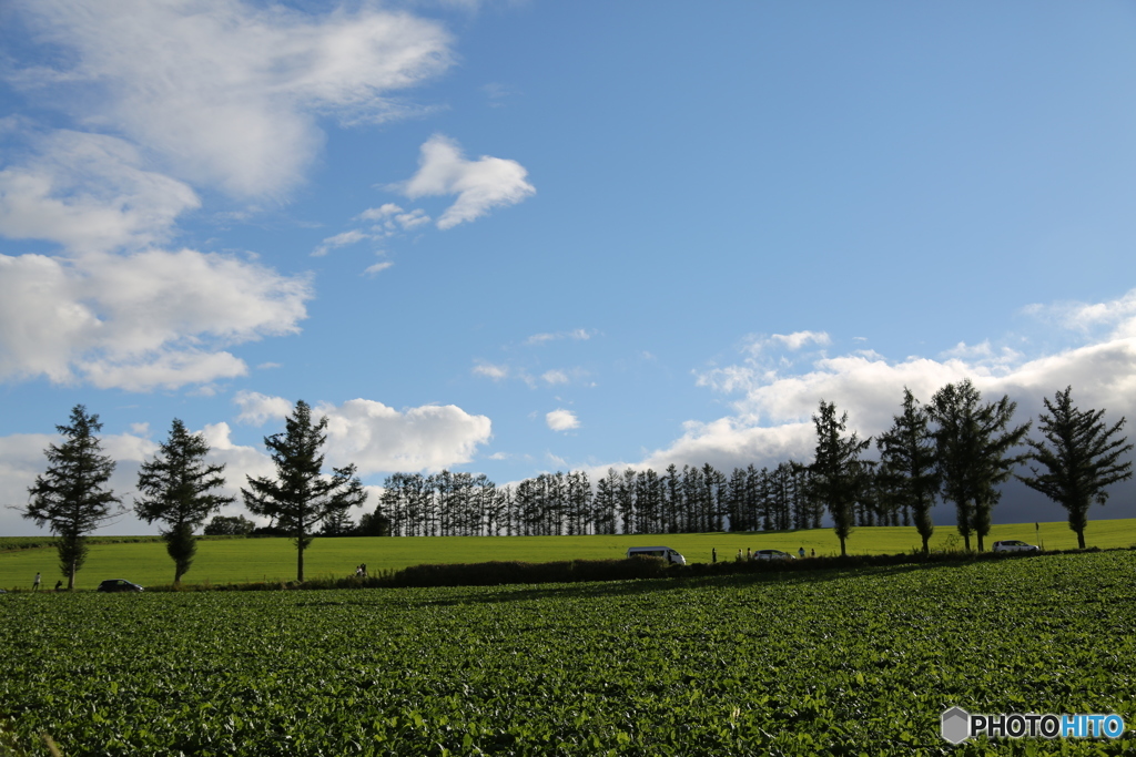 マイルドセブンの丘