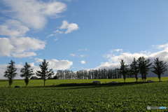 マイルドセブンの丘