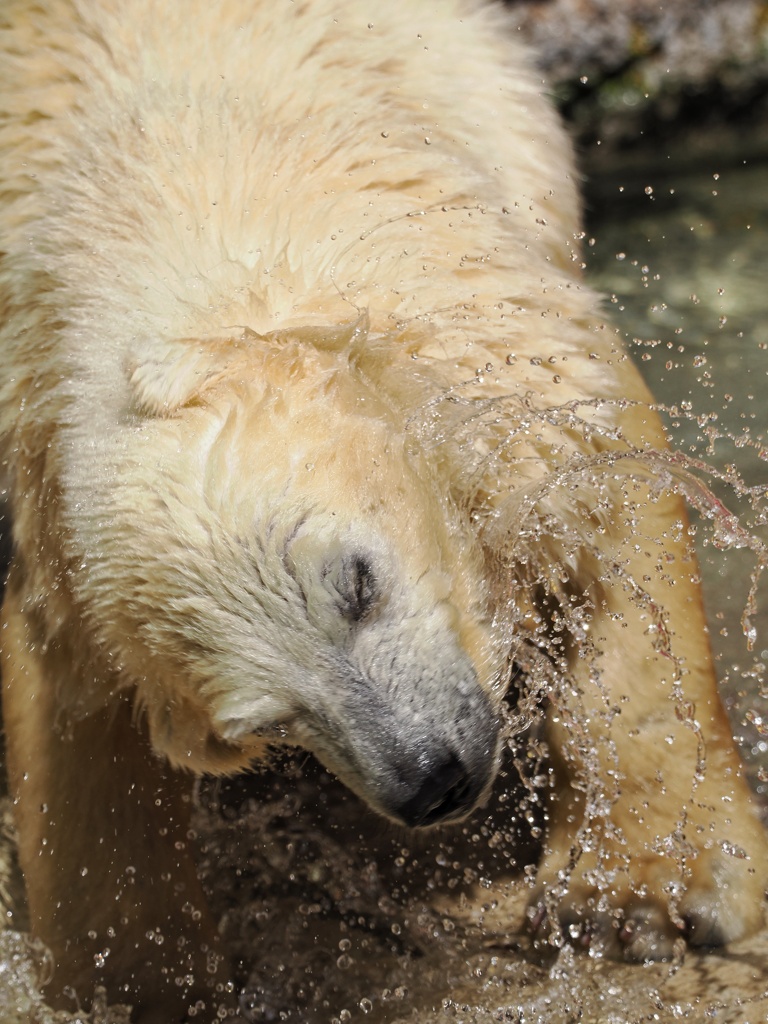 シロクマ シロちゃん