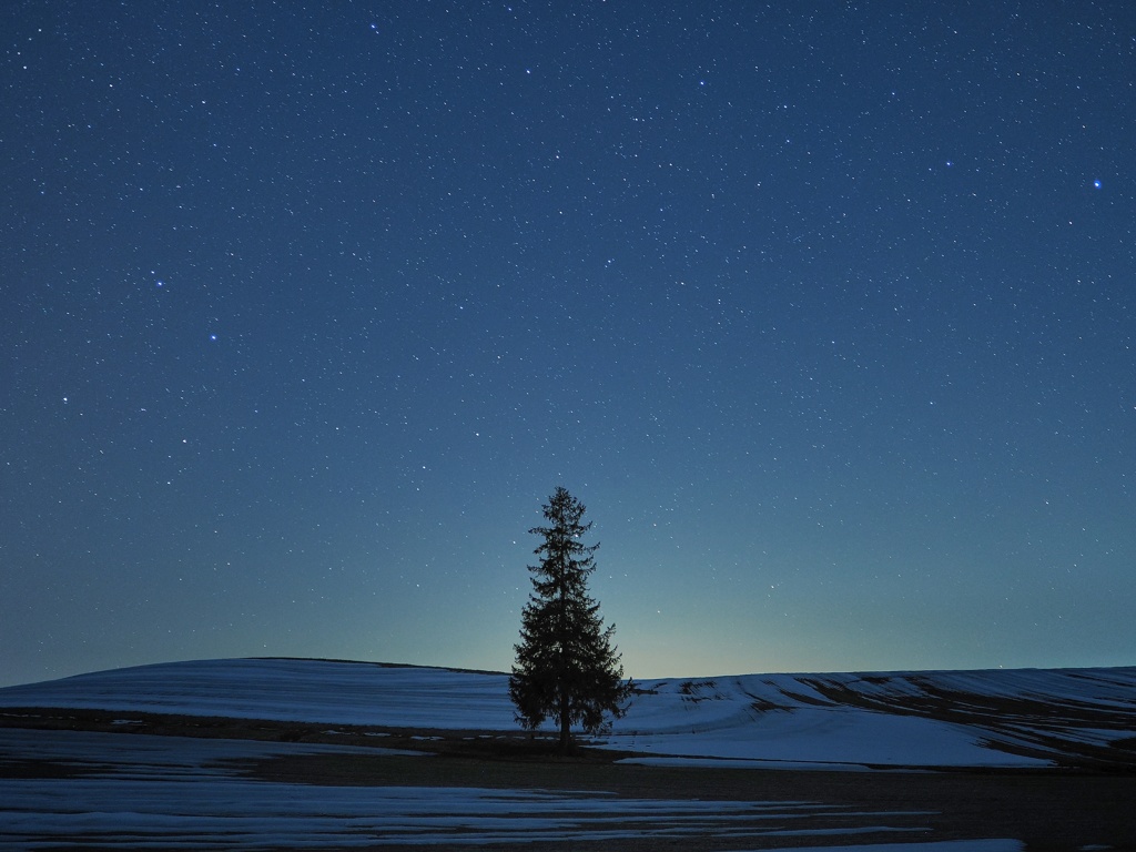 クリスマスツリー