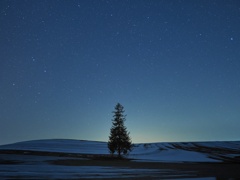 クリスマスツリー