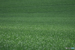 初夏美瑛到来❗