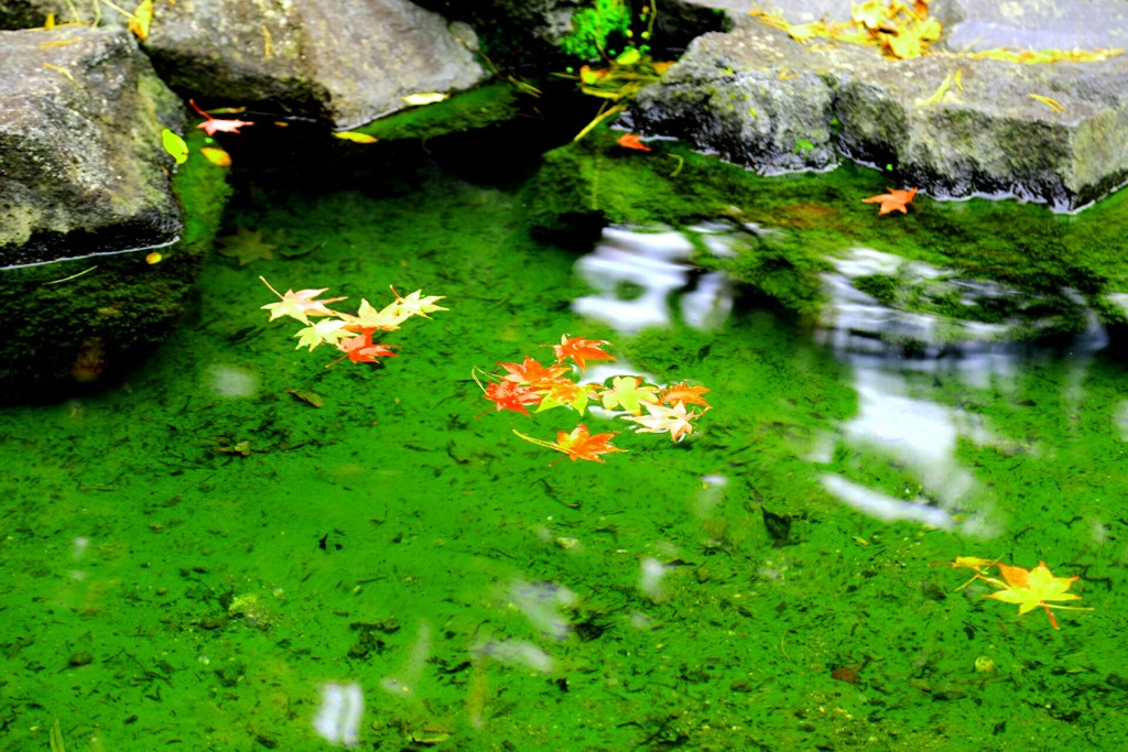 葉もお疲れのよう