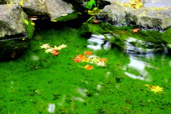 葉もお疲れのよう