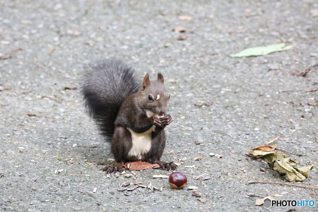 デザート付きですか