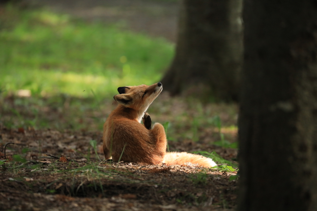あの子逹です！こんなに大きくなりました。