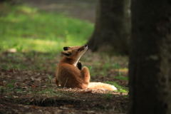 あの子逹です！こんなに大きくなりました。