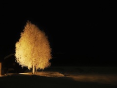真夜中霧氷