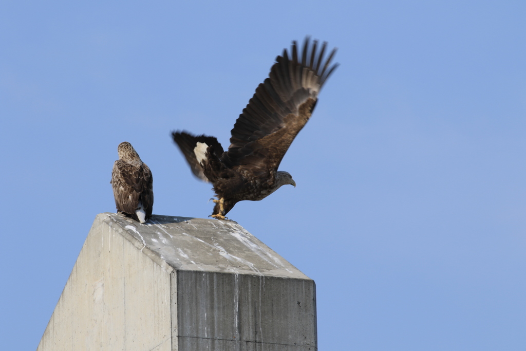 オジロも餌さ探し