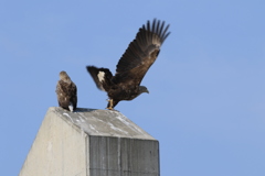 オジロも餌さ探し