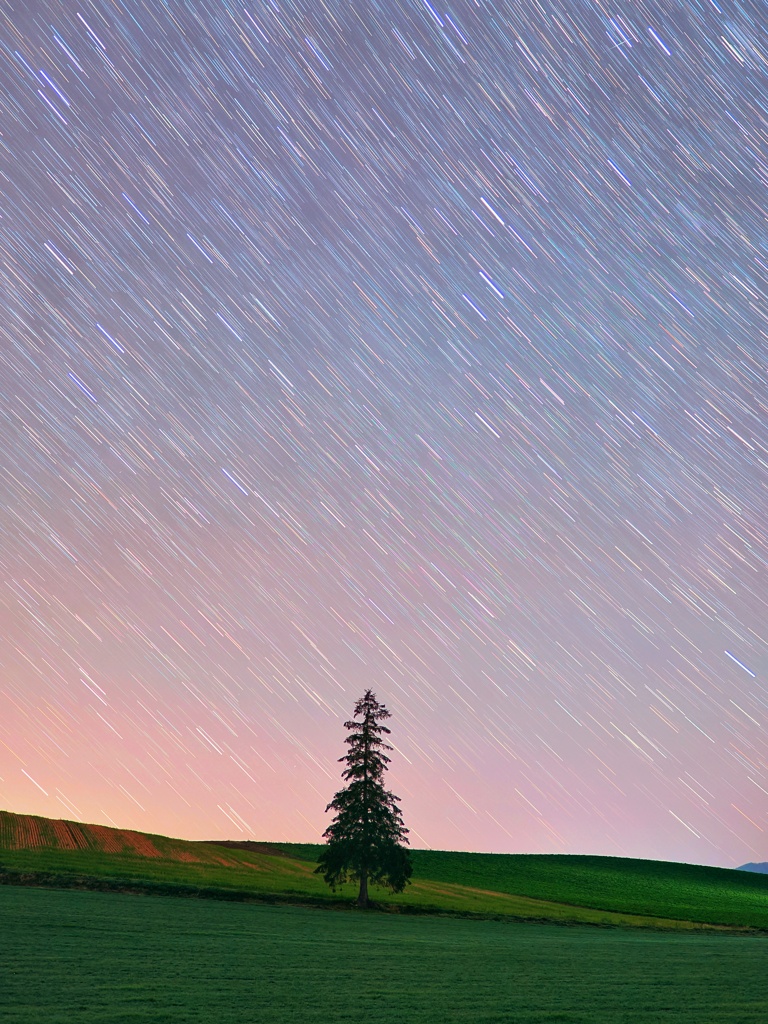 クリスマスツリー