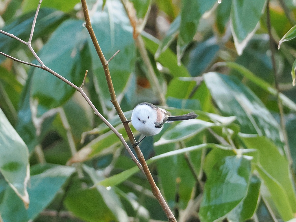 シマエナガ