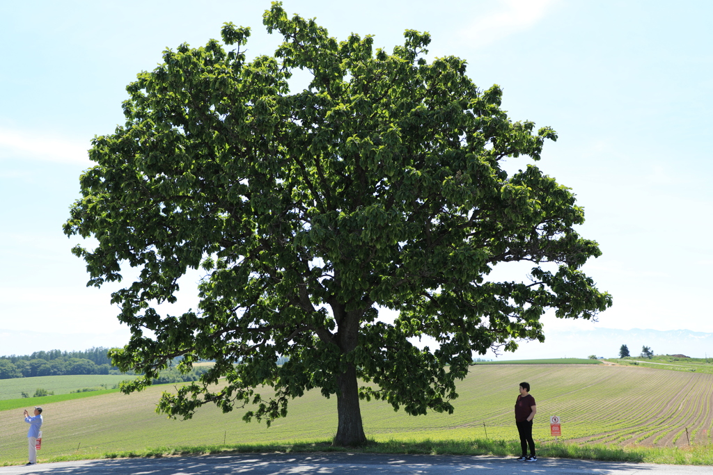 新緑来ましたね！短い夏満喫しなきゃ！