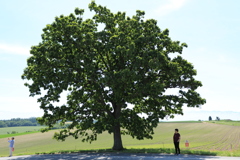 新緑来ましたね！短い夏満喫しなきゃ！
