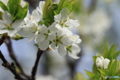 旭川にも花が、