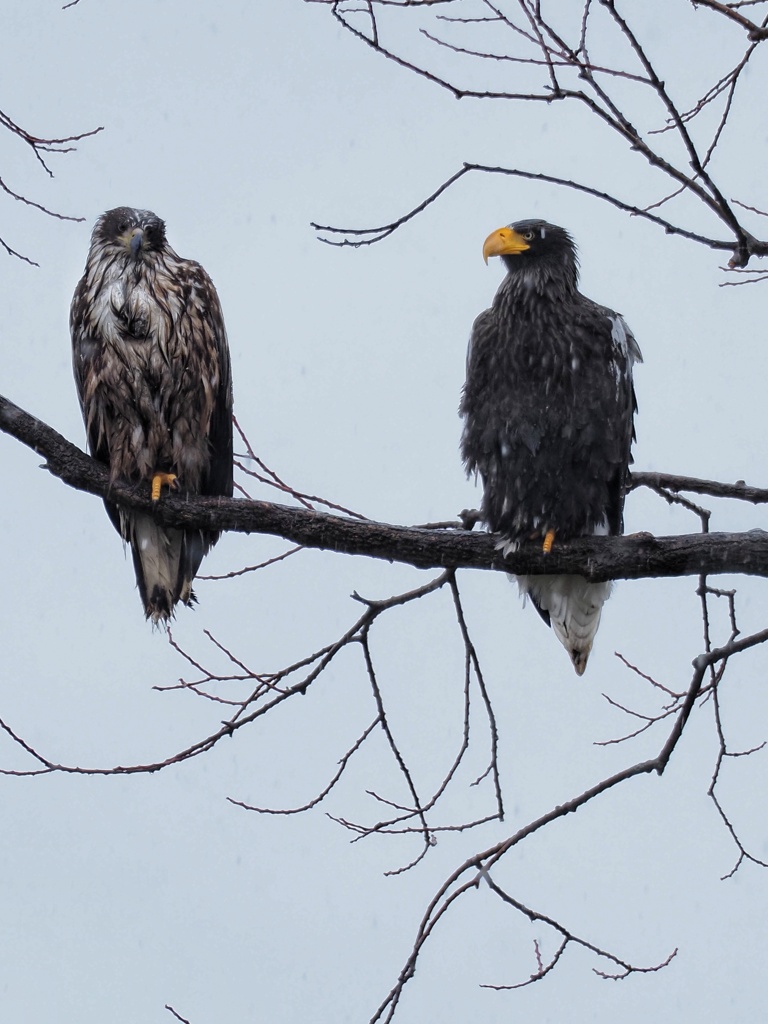 オオワシ親子 子がひきぎみ(笑)