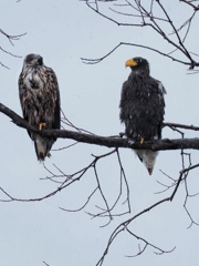 オオワシ親子 子がひきぎみ(笑)