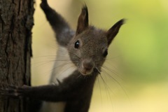 キツネとカラスに警戒しながらの生活