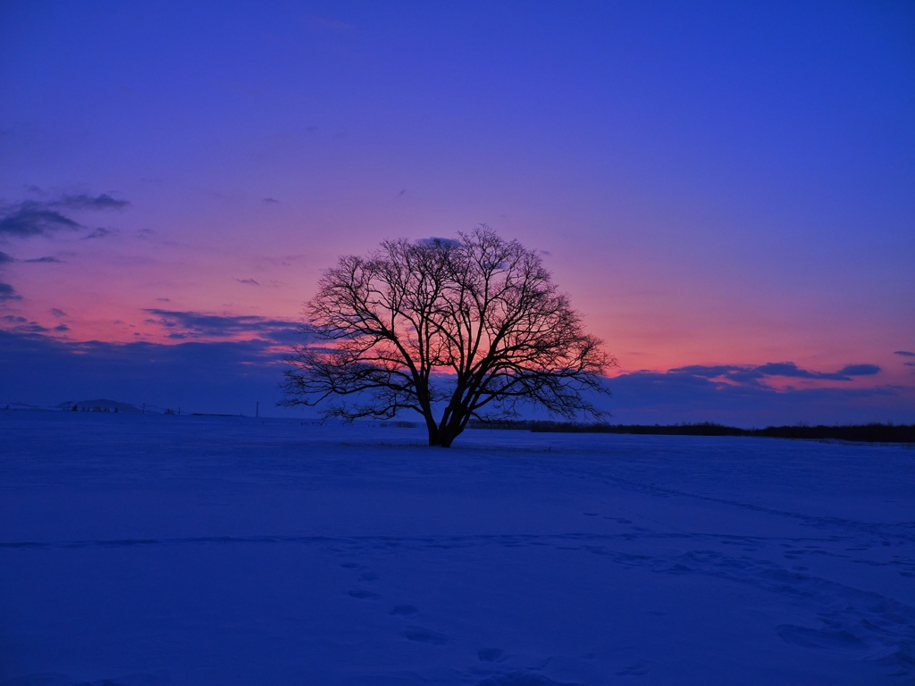 ハルニラの木(笑)