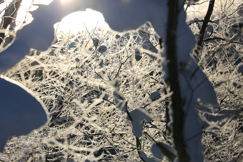 木々達のドレスアップ