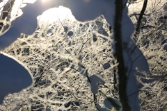 木々達のドレスアップ