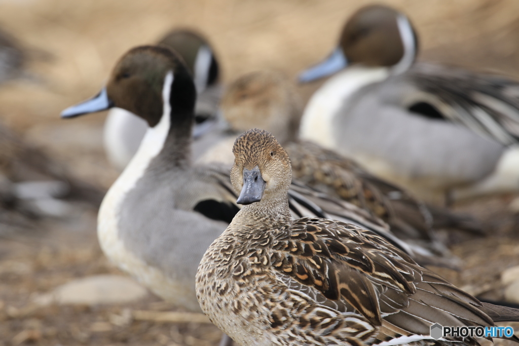 君も僕達と飛ばないか？