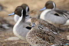 君も僕達と飛ばないか？