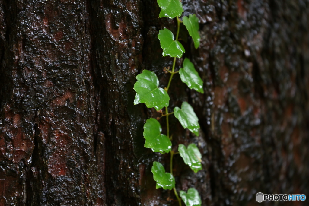 雨森