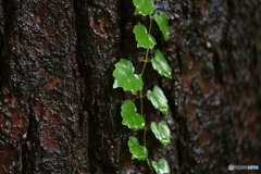 雨森