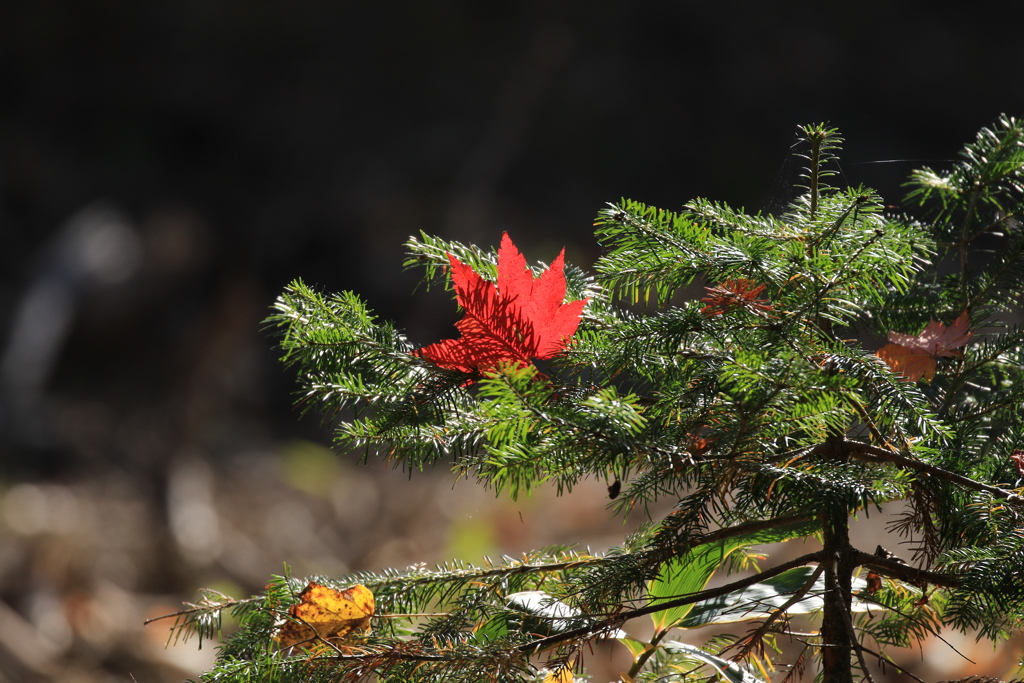 いい感じです。