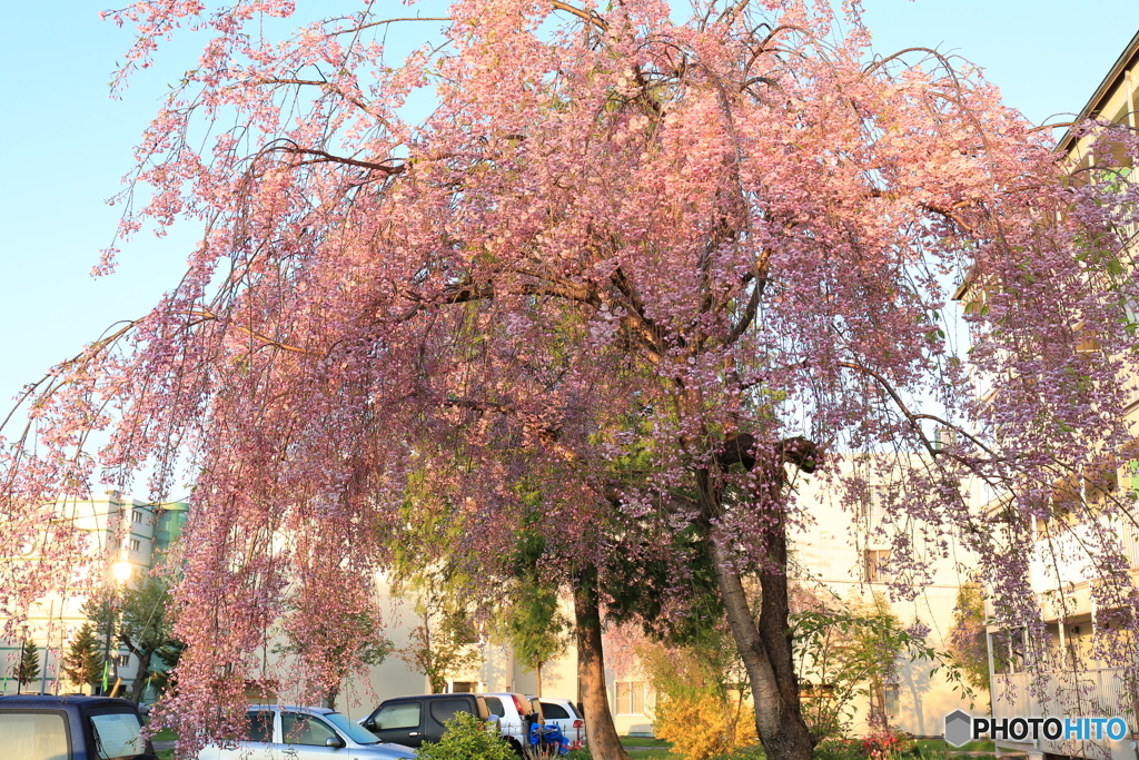 枝垂れ桜