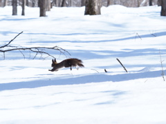 元気に飛び回る！