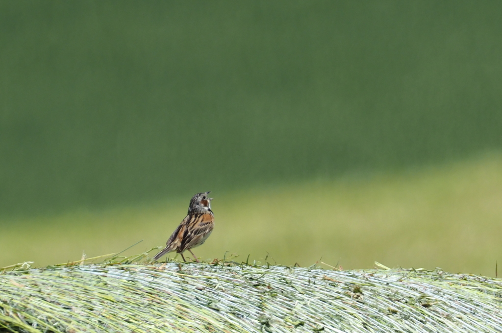 ロールの上で叫んでます。 