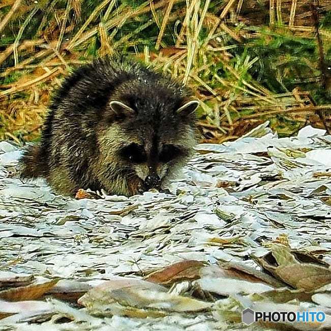 珍客 アライグマ