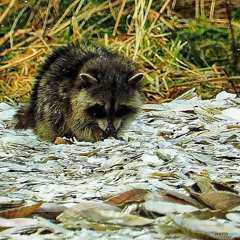 珍客 アライグマ