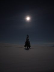 月あかりツリー