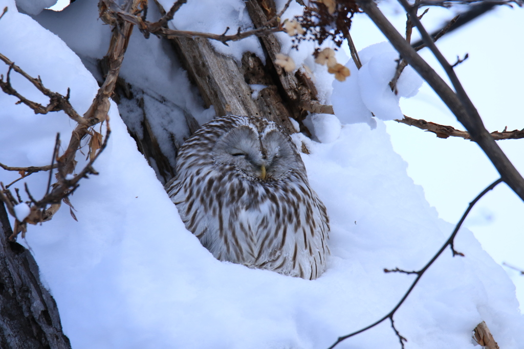 ダルマ母ちゃん笑ってるのかな～(笑)