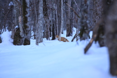 こちらも夕方狩に出動