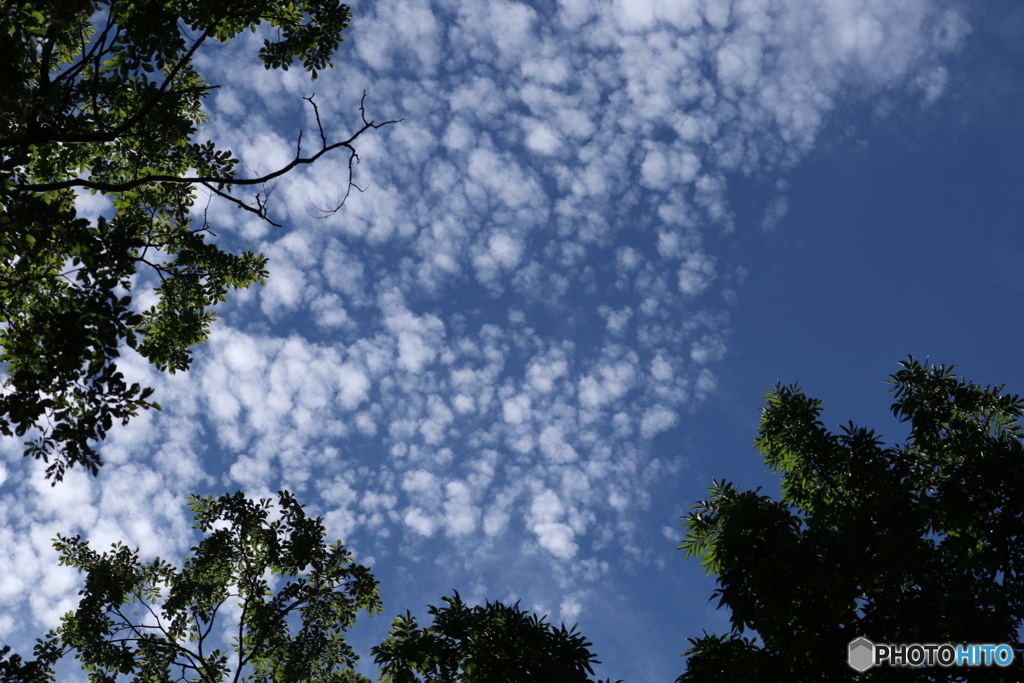 秋の雲