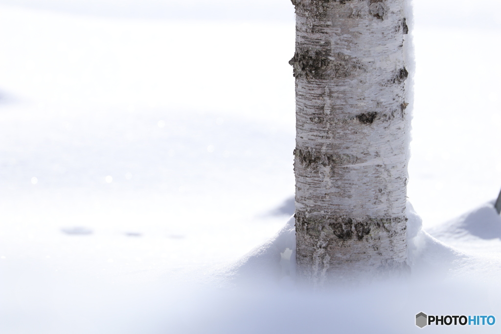 雪に白樺合いますね。