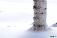 雪に白樺合いますね。