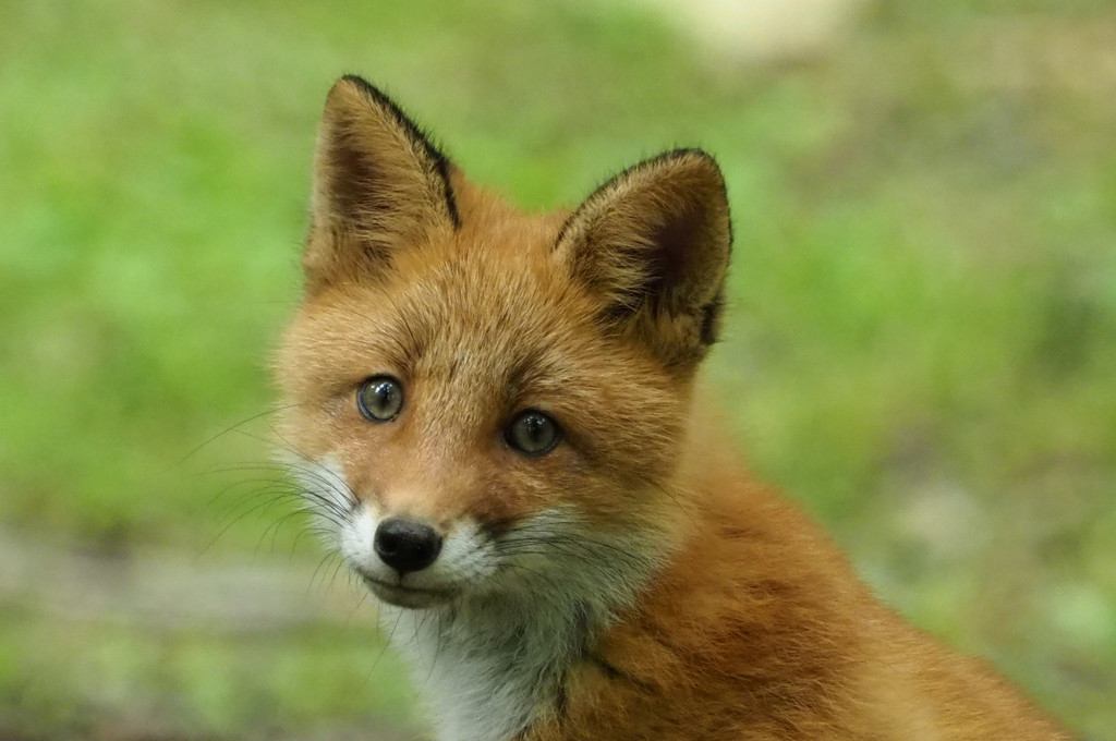 ツネ子さん ヤバいうちの大家さんに似てる！