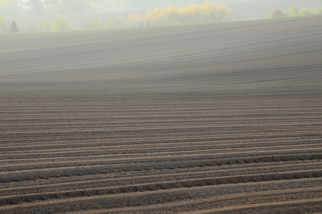 今年は 何が出来るのかな？