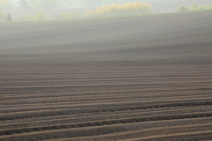 今年は 何が出来るのかな？