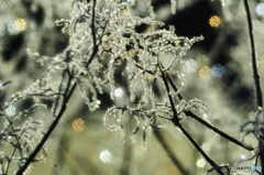 またこの季節来ましたね。