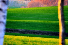 らしくなって来た。