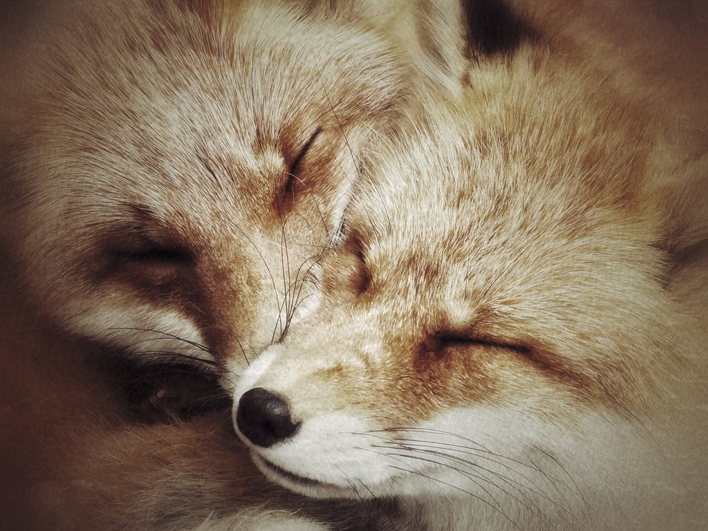 キタキツネ