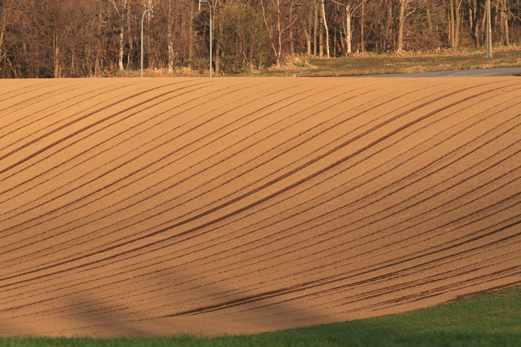 これからが最高の美瑛。