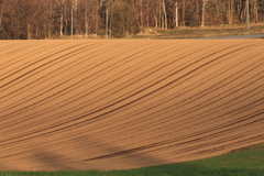 これからが最高の美瑛。